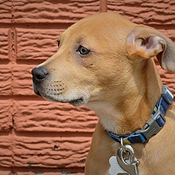 Thumbnail photo of Leon-Adopted! #4