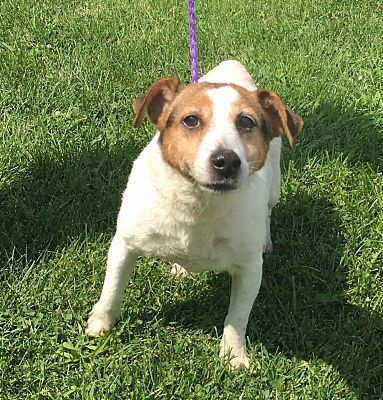 Muscatine Ia Jack Russell Terrier Meet Molly A Pet For Adoption