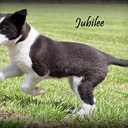 Thumbnail photo of Jubilee~adopted! #3