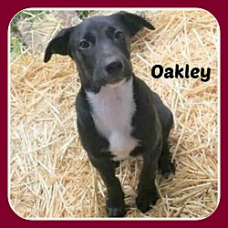 Photo of OAKLEY