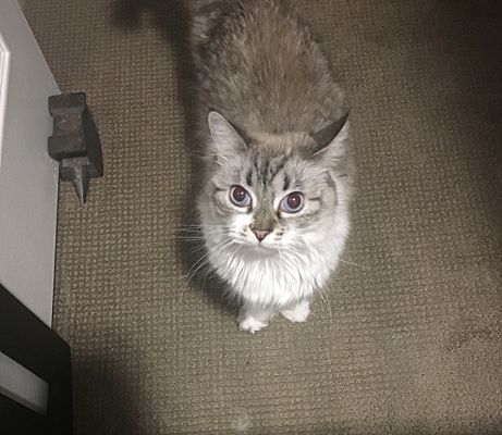 Bakersfield Ca Birman Meet Lilah A Pet For Adoption