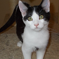 American Shorthair Kittens For Sale In Cleveland Tennessee