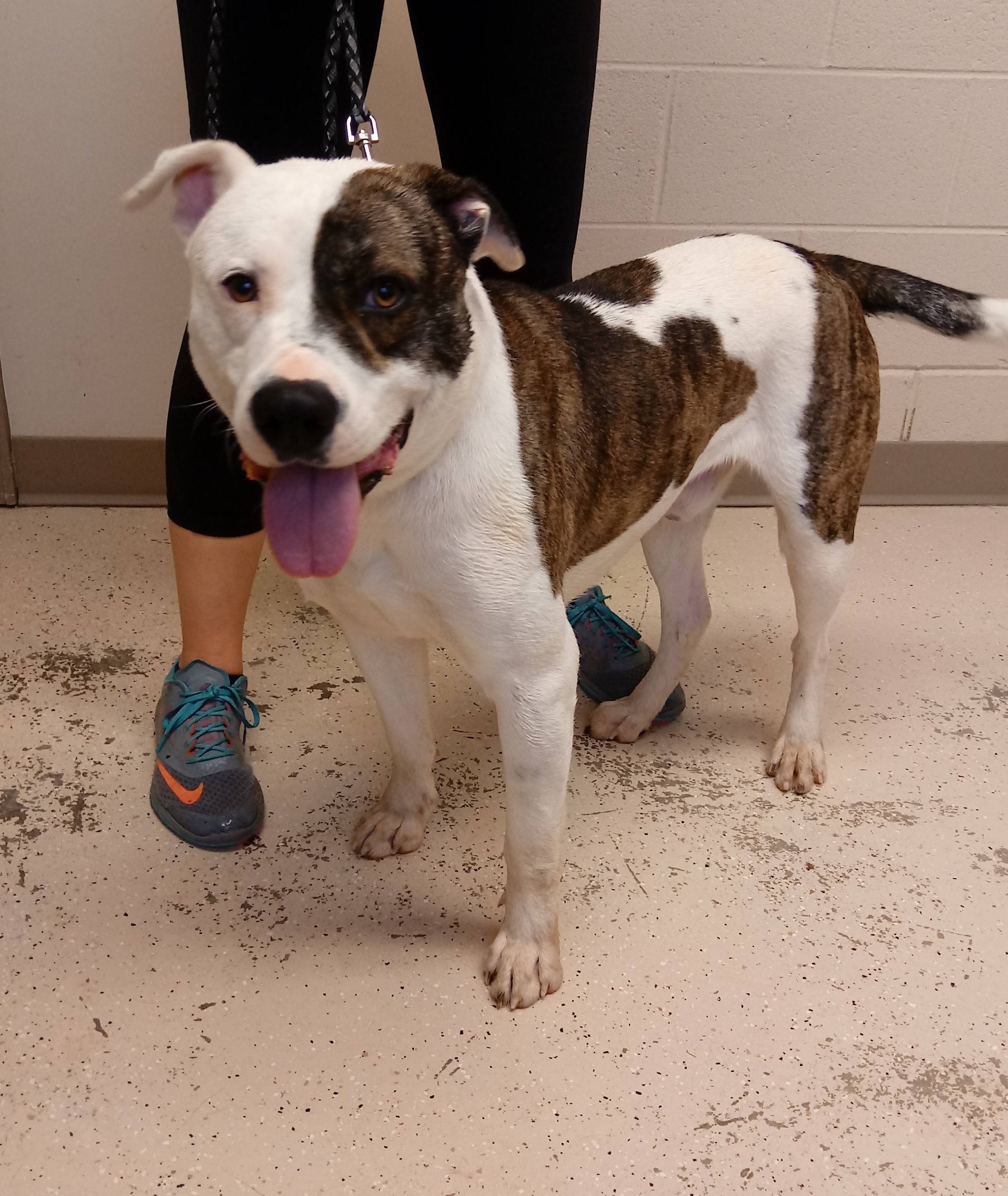 Adopt Petey a Brindle with White Pit Bull Terrier