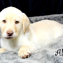 Thumbnail photo of Allie~adopted! #3