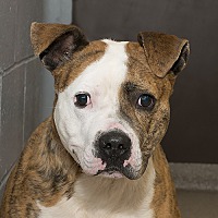 Miami County Animal Shelter in Troy, Ohio