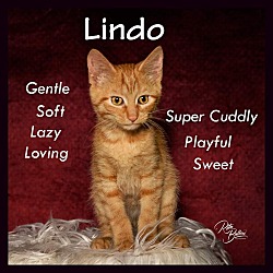 Photo of Lindo