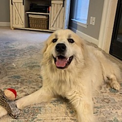Photo of Cooper