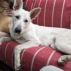 Echo white german shepherd hotsell rescue