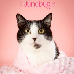 Photo of June Bug