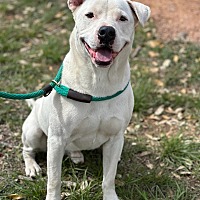 adopt-pet