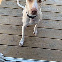adopt-pet