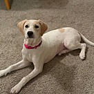 Adopt A Pet :: Sis - Portland, OR