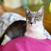 adopt a pet