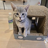 adopt a pet