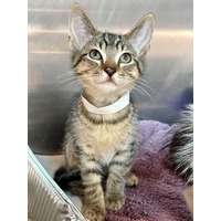 adopt-pet