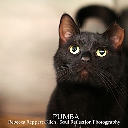Thumbnail photo of Pumba *Petsmart GB* #2