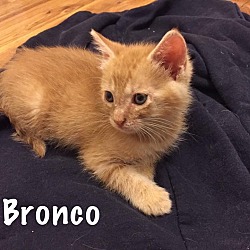 Thumbnail photo of Bronco #1