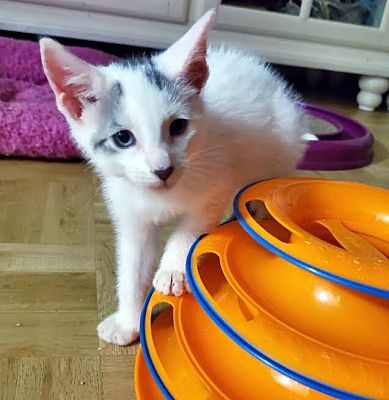 Queens Ny Domestic Shorthair Meet Diego A Pet For Adoption