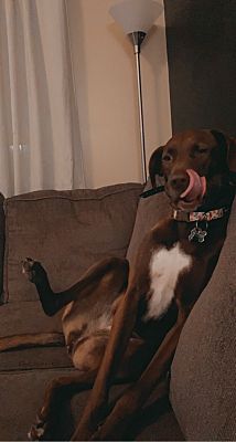 Jacksonville, NC - Labrador Retriever. Meet Sadie Mae a ...