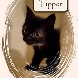 Thumbnail photo of Tipper #1