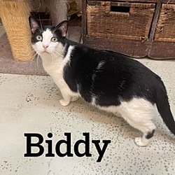 Photo of Biddy Bit