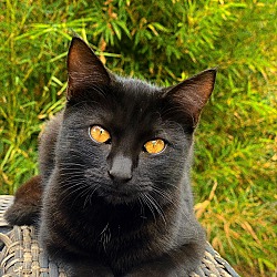 Photo of PANTHER