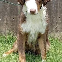 Photo of Brisby
