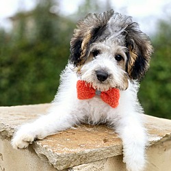 Thumbnail photo of Milo the Havanese puppy #2