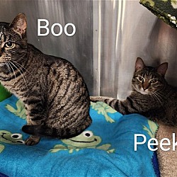 Thumbnail photo of Peeka & Boo (bonded pair) #2