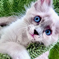 adopt a pet