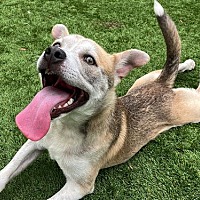 adopt a pet