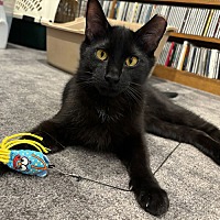 adopt a pet
