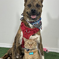 adopt a pet