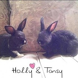 Thumbnail photo of Holly & Tansy #1