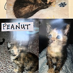 Thumbnail photo of Peanut #2