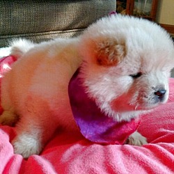 Thumbnail photo of Piper-Chow Female #3