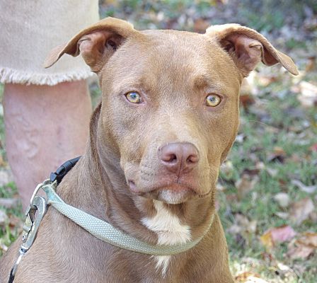 Chocolate staffordshire terrier top