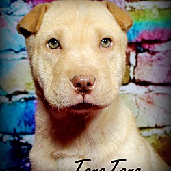 Thumbnail photo of TangTang~adopted! #1