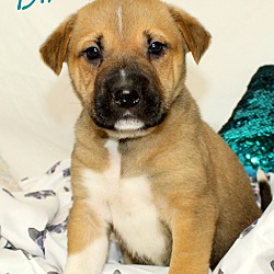 Thumbnail photo of Bixby~adopted! #4
