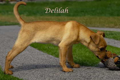 Thumbnail photo of Delilah (D24-026) #2