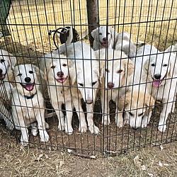 Thumbnail photo of 11 GREAT PYR PUPPIES NEED HELP! #1