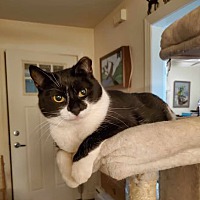 adopt a pet