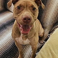 adopt a pet