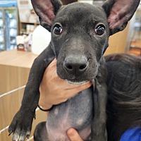 adopt a pet