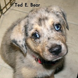 Thumbnail photo of Ted E. Bear #1
