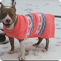 Bridgewater, NJ - Bulldog. Meet SHERRY a Pet for Adoption.