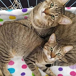 Actually Rescuing Cats In Greenville South Carolina