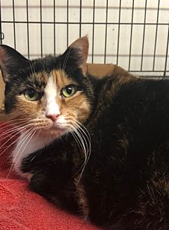 Adopt A Pet Petsmart Charities