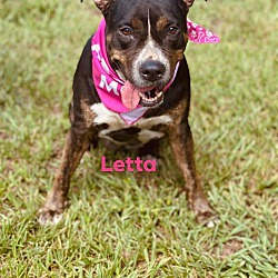 Crossed Paws Pet Rescue In Winter Haven Florida
