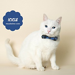 Thumbnail photo of ICICLE (Hearing Impaired; LTR) #4